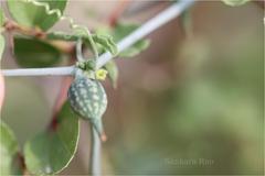 Kedrostis foetidissima